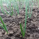 come-nutrire-le-cipolle-invernali-metodi-biologici-per-la-cura.webp.webp