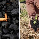 4 modi inaspettati di usare il carbone di legna in