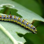 5 motivi per cui le piante possono avere le foglie