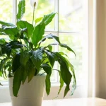 fioritura-tutto-lanno-come-trapiantare-correttamente-lo-spathiphyllum.webp.webp