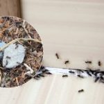 Addio, fastidiosi parassiti: come liberarsi delle formiche una volta per