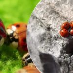 Allevati e lanciati dagli aerei: dopo le cavallette, l'Ucraina è