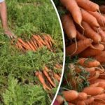 Come capire qdo le carote sono mature - i giorni