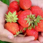 come-coltivare-le-fragole-dai-semi-istruzioni-per-i-giardinieri.webp.webp