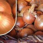 Come conservare le cipolle in modo che non germoglino prima