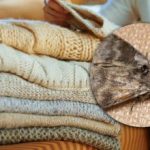 Come eliminare le tarme negli armadi: una sola pianta può