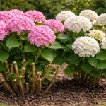 come-fare-in-modo-che-le-ortensie-sprigionino-enormi-cappelli.png