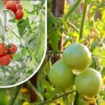 Duecento grammi e sono maturi: una coltivatrice di ortaggi condivide