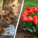 È già tempo di piantare i bulbi di tulipano: qe