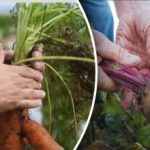 Giorni favorevoli: qdo scavare carote e barbabietole secondo il calendario