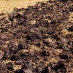 Il raccolto sarà doppio: che tipo di concime applicano gli