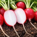 il-segreto-per-ottenere-ravanelli-perfettamente-dolci-privi-di-grumi.png