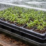 la-morte-delle-piantine-di-lobelia-in-cassetta-puo-essere.png