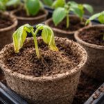 perche-i-germogli-di-cetriolo-si-seccano-improvvisamente-nei-vasi.png