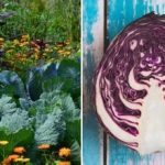 Perché il cavolo appassisce nell'aiuola: è tutta colpa dei suoi