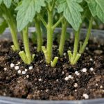 perche-le-piantine-di-pomodoro-ingialliscono-dal-basso-e-come.png