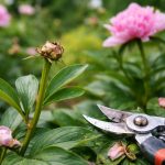 perche-non-lascio-piu-i-boccioli-secchi-sulle-peonie-subito.png