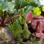 Qdo raccogliere la barbabietola nel 2025: ecco i due segnali