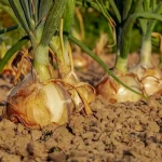 se-piantate-le-cipolle-in-questo-modo-cresceranno-giganti-e.webp.webp