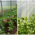 Un raccolto record sorprenderà anche i vicini: come inumidire rapidamente