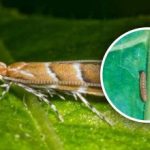 Una nuova invasione di parassiti in Ucraina: l'80% delle colture